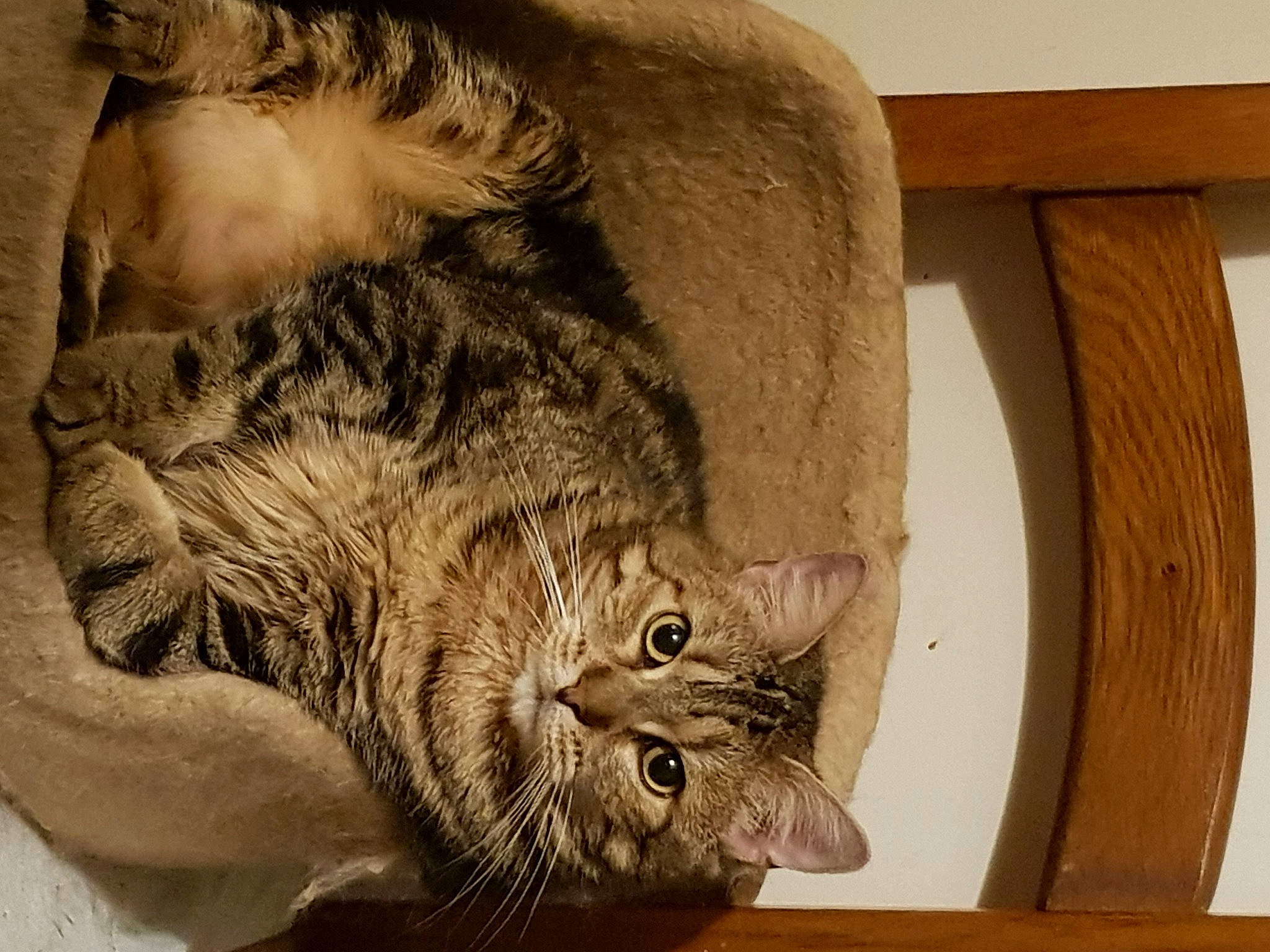 Esmée a rejoint le concours — aidez-le/la à gagner de superbes lots ! american_bobtail, american_shorthair, asian, british_semi_longhair, carnivore, cat, domestic_short_haired_cat, dragon_li, european_shorthair, fawn, felidae, fur, kitten, maine_coon, mammal, ocicat, pixie_bob, small_to_medium_sized_cats, tabby_cat, whiskers