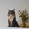 Skye is registered to the contest to win money with this photo: cat, long_hair, fluffy, gray_fur, white_chest, green_eyes, whiskers, ears, collar, tag, sitting, portrait, indoor, home, shelf, vase, plant, decor, wall, centered