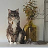Skye is registered to the contest to win money with this photo: cat, longhaired_cat, fluffy, tabby, white_chest, green_eyes, sitting, pet, animal, portrait, indoors, shelf, houseplant, potted_plant, glass_bottle, birdcage, decor, home_decor, tail, whiskers