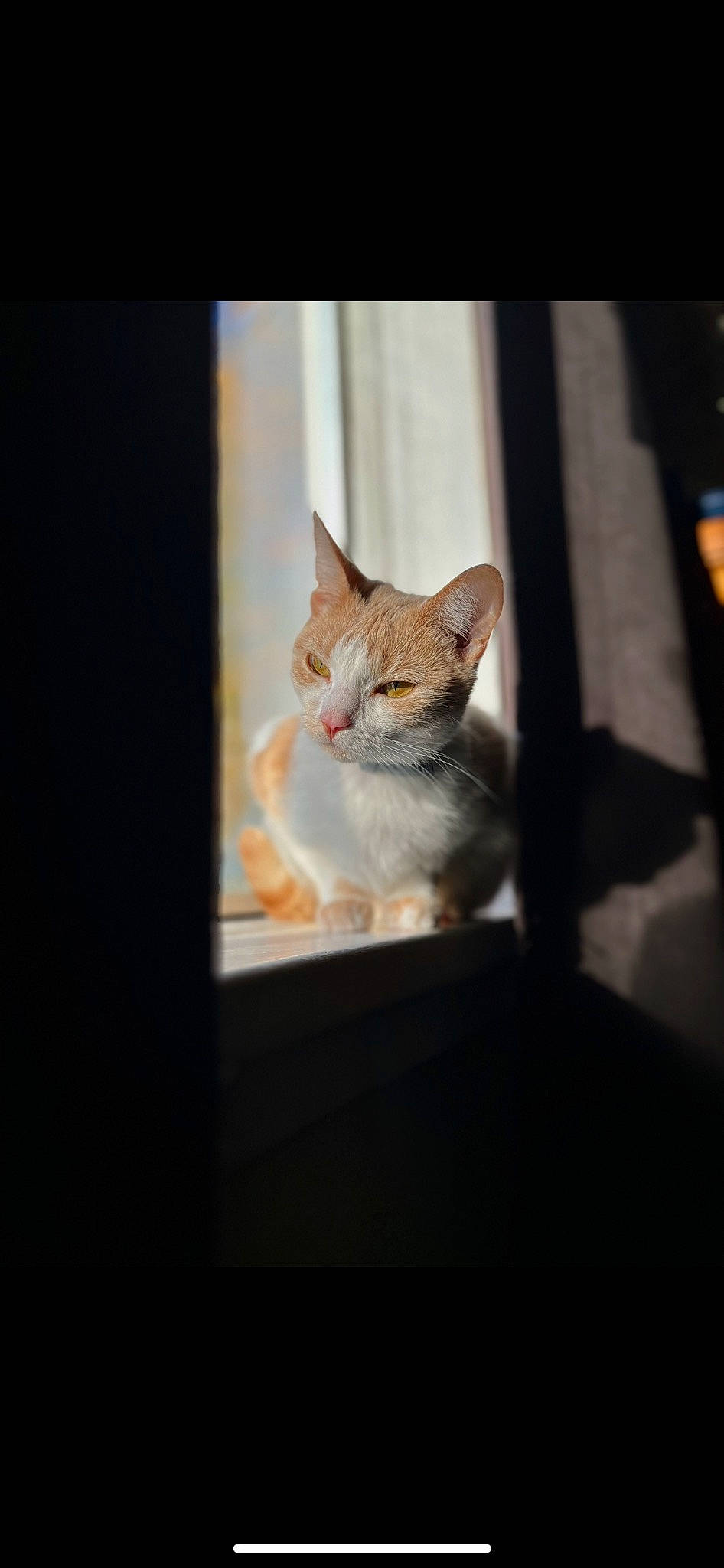 Leya is registered to the contest to win money with this photo: art, carnivore, cat, darkness, domestic_short_haired_cat, fawn, felidae, fur, room, shadow, small_to_medium_sized_cats, tail, tints_and_shades, tree, whiskers, wildlife, window, wood