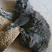 Thor is registered to the contest to win money with this photo: cat, gray_cat, fluffy, carpet, scratch_pad, pet, animal, green_eyes, tail, paws, indoor, feline, alert, curious, lying_down, fur, whiskers, claw, texture, floor