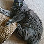 cat, gray_cat, fluffy, carpet, scratch_pad, pet, animal, green_eyes, tail, paws, indoor, feline, alert, curious, lying_down, fur, whiskers, claw, texture, floor