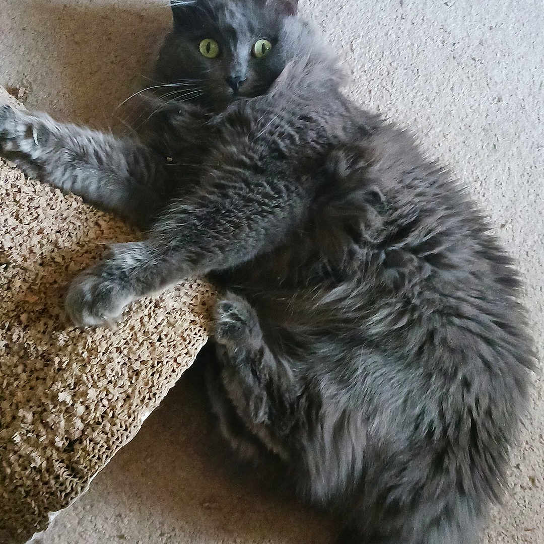 Thor is registered to the contest to win money with this photo: alert, animal, carpet, cat, claw, curious, feline, floor, fluffy, fur, gray_cat, green_eyes, indoor, lying_down, paws, pet, scratch_pad, tail, texture, whiskers