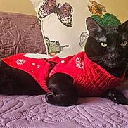 Patronus joined the competition — help win amazing prizes! animal, bedspread, black_cat, butterfly_pattern, cat, closeup, cozy, feline, furniture, home, indoor, lying_down, pet, pillow, plush_toy, portrait, red_sweater, relaxed, sweater, yellow_eyes