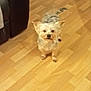 dog, small_dog, wooden_floor, indoor, couch, pet, animal, flooring, furniture, looking_up, brown, tan, blurry, grainy, canine, domestic_animal, companion, home, living_room, curious