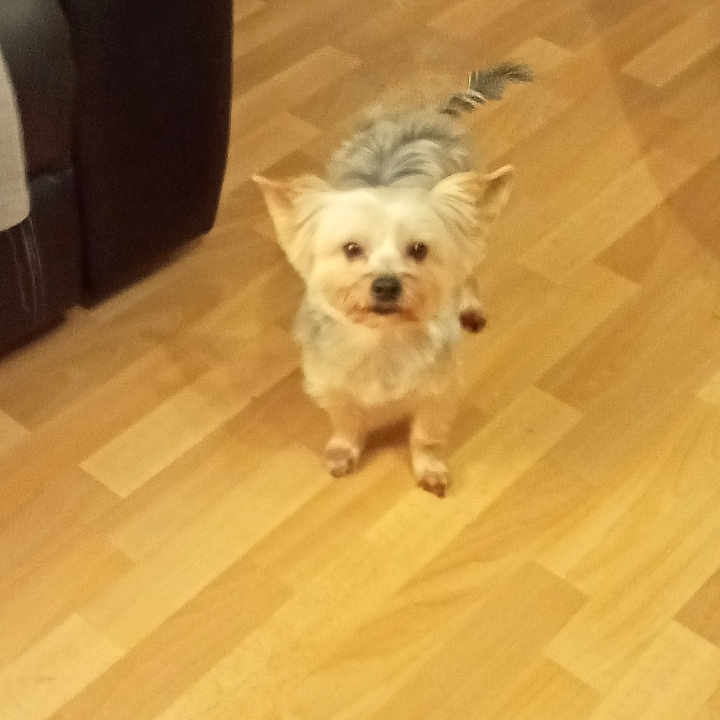 Simba participe au concours pour gagner de l'argent avec cette photo : animal, blurry, brown, canine, companion, couch, curious, dog, domestic_animal, flooring, furniture, grainy, home, indoor, living_room, looking_up, pet, small_dog, tan, wooden_floor