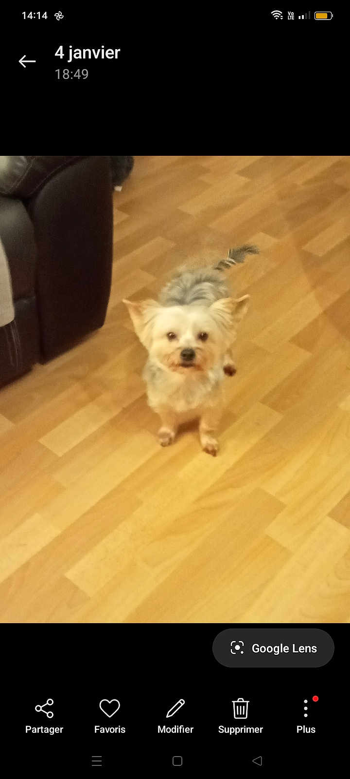 Simba
