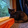 animal, black_cat, calm, carpet, cat, cozy, curious, curtains, feline, framed_picture, greenery, home, indoor, looking, nature_outside, pet, resting, window, windowsill, wooden_surface