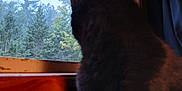 Midnight is registered to the contest to win money with this photo: cat, black_cat, window, forest, trees, wood, curtain, indoor, silhouette, animal, pet, feline, nature_view, quiet, contemplation, cozy, home, daylight, looking_out, blurred_background