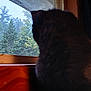 cat, black_cat, window, forest, trees, wood, curtain, indoor, silhouette, animal, pet, feline, nature_view, quiet, contemplation, cozy, home, daylight, looking_out, blurred_background