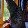 Midnight joined the competition — help win amazing prizes! cat, black_cat, window, mesh_screen, carpet, wooden_frame, indoor, pet, animal, feline, curious, looking_out, natural_light, fur, sitting, quiet, cozy, home, daylight, side_view