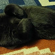 Midnight is registered to the contest to win money with this photo: cat, black_cat, pet, animal, fur, relaxed, lying_down, indoor, carpet, patterned_rug, paw, cute, domestic_cat, feline, sleeping_position, cozy, soft_fur, whiskers, resting, companion