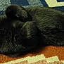cat, black_cat, pet, animal, fur, relaxed, lying_down, indoor, carpet, patterned_rug, paw, cute, domestic_cat, feline, sleeping_position, cozy, soft_fur, whiskers, resting, companion