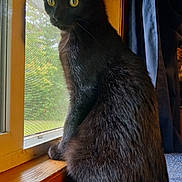 Midnight joined the competition — help win amazing prizes! black_cat, cat, window, indoor, curious, yellow_eyes, fur, pet, animal, sitting, wooden_frame, curtain, natural_light, looking_outside, carpet, close_up, domestic_cat, quiet, alert, home