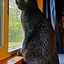 black_cat, cat, window, indoor, curious, yellow_eyes, fur, pet, animal, sitting, wooden_frame, curtain, natural_light, looking_outside, carpet, close_up, domestic_cat, quiet, alert, home