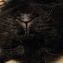 Midnight is registered to the contest to win money with this photo: black_cat, close_up, cat_face, whiskers, nose, fur, sleeping, upside_down, pet, animal, cozy, indoor, patterned_background, soft_light, cute, feline, resting, muzzle, ears, portrait