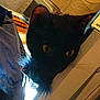 animal, black_cat, cat, close_up, curious, cute, dim_lighting, domestic_cat, ears, face, feline, furry, indoor, mouse_toy, peeking, pet, playful, shadow, toy, whiskers