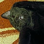 Midnight joined the competition — help win amazing prizes! cat, black_cat, sleeping, close_up, pet, feline, whiskers, nose, ear, fur, carpet, indoor, resting, cute, animal, mammal, cozy, relaxed, closeup, domestic_cat