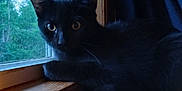 Midnight is registered to the contest to win money with this photo: cat, black_cat, window, window_sill, indoor, pet, animal, feline, curious, looking, wood, natural_light, screen, close_up, quiet, relaxing, domestic_cat, whiskers, ears, eyes