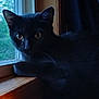 cat, black_cat, window, window_sill, indoor, pet, animal, feline, curious, looking, wood, natural_light, screen, close_up, quiet, relaxing, domestic_cat, whiskers, ears, eyes