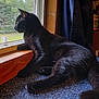 Midnight is registered to the contest to win money with this photo: black_cat, cat, indoor, window, carpet, wooden_sill, pet, animal, looking_out, natural_light, feline, domestic_cat, relaxed, side_view, fur, quiet, home, curtain, window_screen, resting