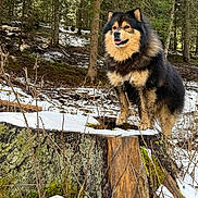 Riley a rejoint le concours — aidez-le/la à gagner de superbes lots ! dog, forest, snow, tree_stump, outdoor, canine, nature, animal, winter, trees, moss, happy, tongue_out, fluffy, standing, woods, wildlife, daylight, fur, scenery