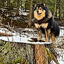 dog, forest, snow, tree_stump, outdoor, canine, nature, animal, winter, trees, moss, happy, tongue_out, fluffy, standing, woods, wildlife, daylight, fur, scenery