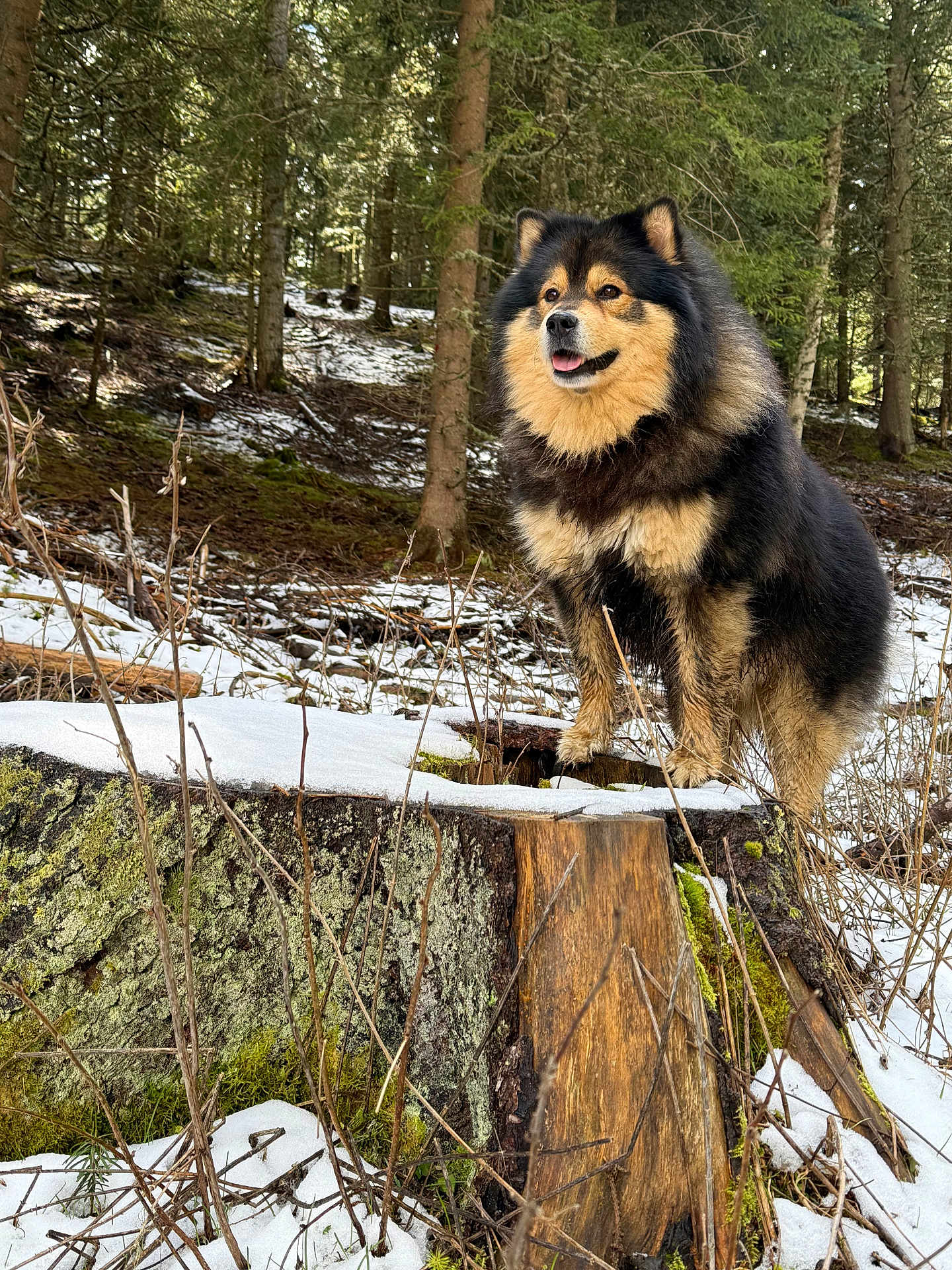 Riley a rejoint le concours — aidez-le/la à gagner de superbes lots ! dog, forest, snow, tree_stump, outdoor, canine, nature, animal, winter, trees, moss, happy, tongue_out, fluffy, standing, woods, wildlife, daylight, fur, scenery