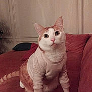 Pastel participe au concours pour gagner de l'argent avec cette photo : animal, cat, clothing, couch, cozy, curious, cute, domestic_animal, ears, feline, fur, indoor, living_room, pet, portrait, red_couch, seated, sweater, tail, whiskers