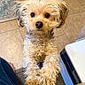 Rosie joined the competition — help win amazing prizes! dog, small_dog, curly_hair, indoor, tile_floor, furniture, chair, cute, pet, animal, looking_up, paws, curious, adorable, fur, brown, beige, closeup, companion, domestic_animal