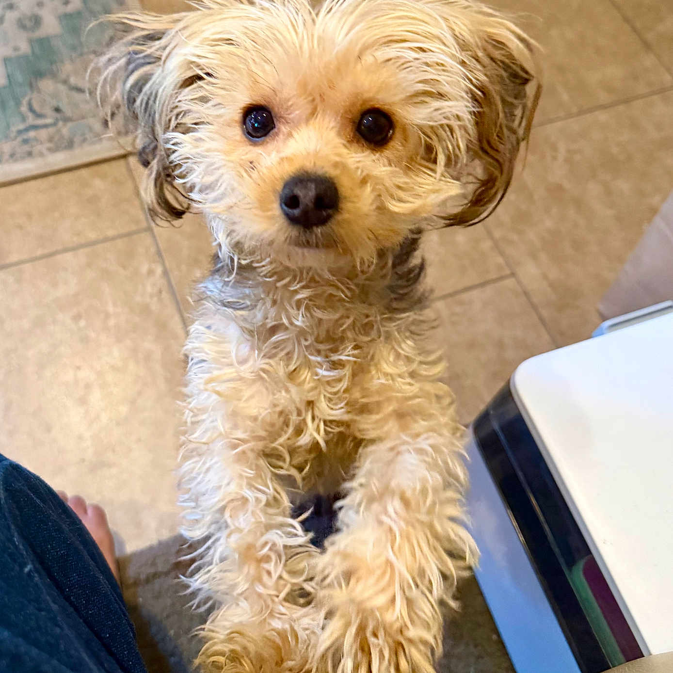 Rosie