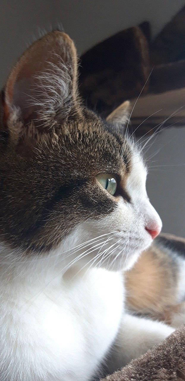 Opale participe au concours pour gagner de l'argent avec cette photo : aegean_cat, american_wirehair, carnivore, cat, close_up, domestic_short_haired_cat, european_shorthair, eye, felidae, fur, kitten, mammal, nose, polydactyl_cat, small_to_medium_sized_cats, snout, whiskers