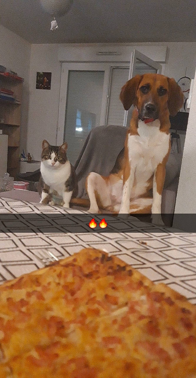 Opale a rejoint le concours — aidez-le/la à gagner de superbes lots ! canidae, carnivore, cat, cuisine, dish, dog, dog_breed, european_shorthair, felidae, food, paw, small_to_medium_sized_cats, sporting_group, whiskers