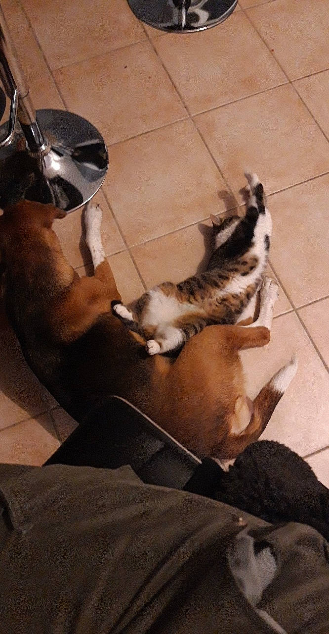 Opale participe au concours pour gagner de l'argent avec cette photo : canidae, carnivore, cat, dog, dog_breed, fawn, felidae, non_sporting_group, small_to_medium_sized_cats, sporting_group, tail