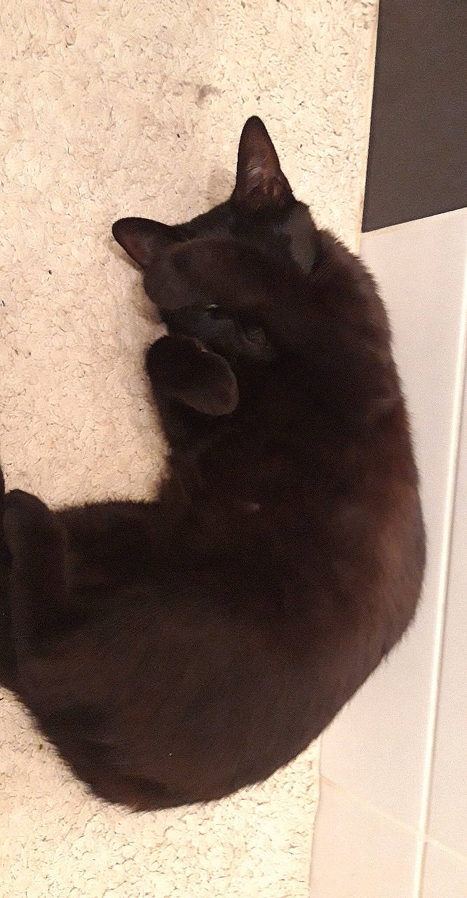 Dja a rejoint le concours — aidez-le/la à gagner de superbes lots ! black, black_cat, bombay, burmese, carnivore, cat, domestic_short_haired_cat, felidae, korat, mammal, small_to_medium_sized_cats, snout, tail, whiskers