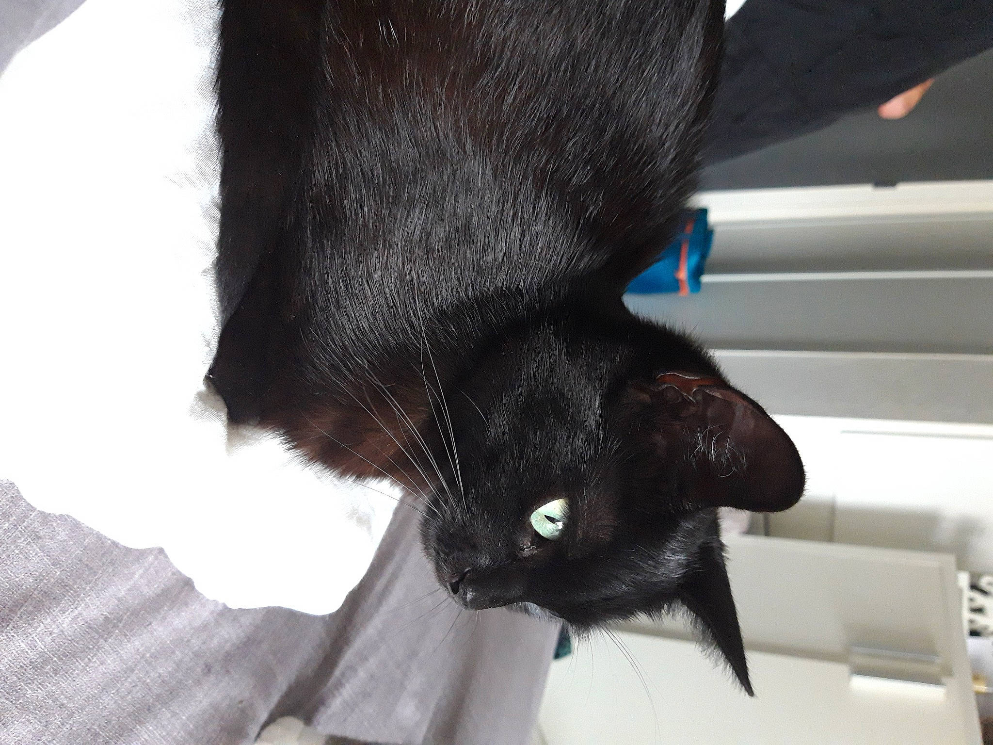 Dja participe au concours pour gagner de l'argent avec cette photo : asian, black, black_cat, bombay, burmese, carnivore, cat, claw, domestic_short_haired_cat, felidae, fur, havana_brown, mammal, small_to_medium_sized_cats, snout, tail, whiskers