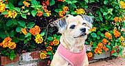 Trixie is registered to the contest to win money with this photo: dog, small_dog, pink_harness, leash, brick_path, flowers, orange_flowers, green_leaves, garden, outdoor, pet, sitting, cute, furry, canine, nature, sunlight, plants, shrubs, animal