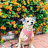 dog, small_dog, pink_harness, leash, brick_path, flowers, orange_flowers, green_leaves, garden, outdoor, pet, sitting, cute, furry, canine, nature, sunlight, plants, shrubs, animal