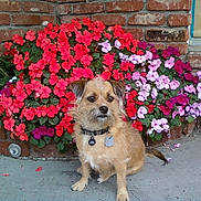 Trixie is registered to the contest to win money with this photo: dog, flowers, brick_wall, flower_bed, red_flowers, pink_flowers, white_flowers, sidewalk, pet, collar, tag, outdoor, garden, plant, nature, small_dog, canine, fur, sitting, decorative
