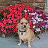 dog, flowers, brick_wall, flower_bed, red_flowers, pink_flowers, white_flowers, sidewalk, pet, collar, tag, outdoor, garden, plant, nature, small_dog, canine, fur, sitting, decorative