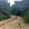 Trixie joined the competition — help win amazing prizes! dog, dirt_path, outdoor, nature, greenery, running, animal, happy, forest, trail, small_dog, canine, daylight, tongue_out, excited, walking_path, leaves, trees, adventure, pet