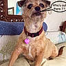 Trixie is registered to the contest to win money with this photo: dog, pet, indoor, couch, collar, heart_tag, mirror, blanket, furniture, alert, brown_fur, small_dog, speech_bubble, text_overlay, curious, home, decor, sitting, looking, closeup