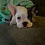french_bulldog, puppy, dog, blanket, cozy, resting, cute, ears, face, black_patch, nose, indoor, texture, soft, animal, pet, lying_down, relaxed, close_up, brown_eyes