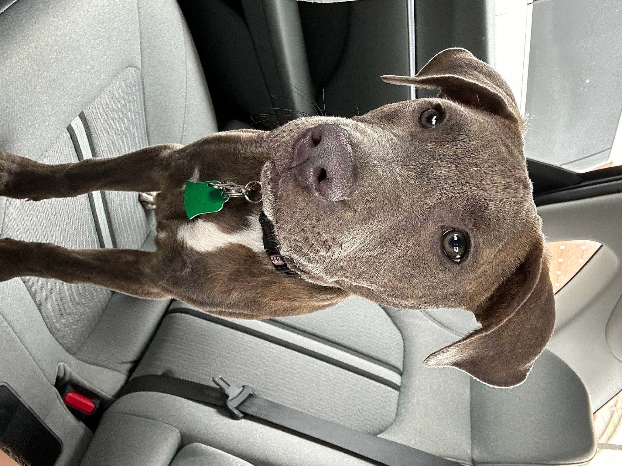 Chevy is registered to the contest to win money with this photo: automotive_exterior, car, car_seat, carnivore, collar, comfort, companion_dog, dog, dog_breed, dog_collar, dog_supply, fawn, grey, hood, snout, vehicle, vehicle_door, whiskers, windshield, working_animal