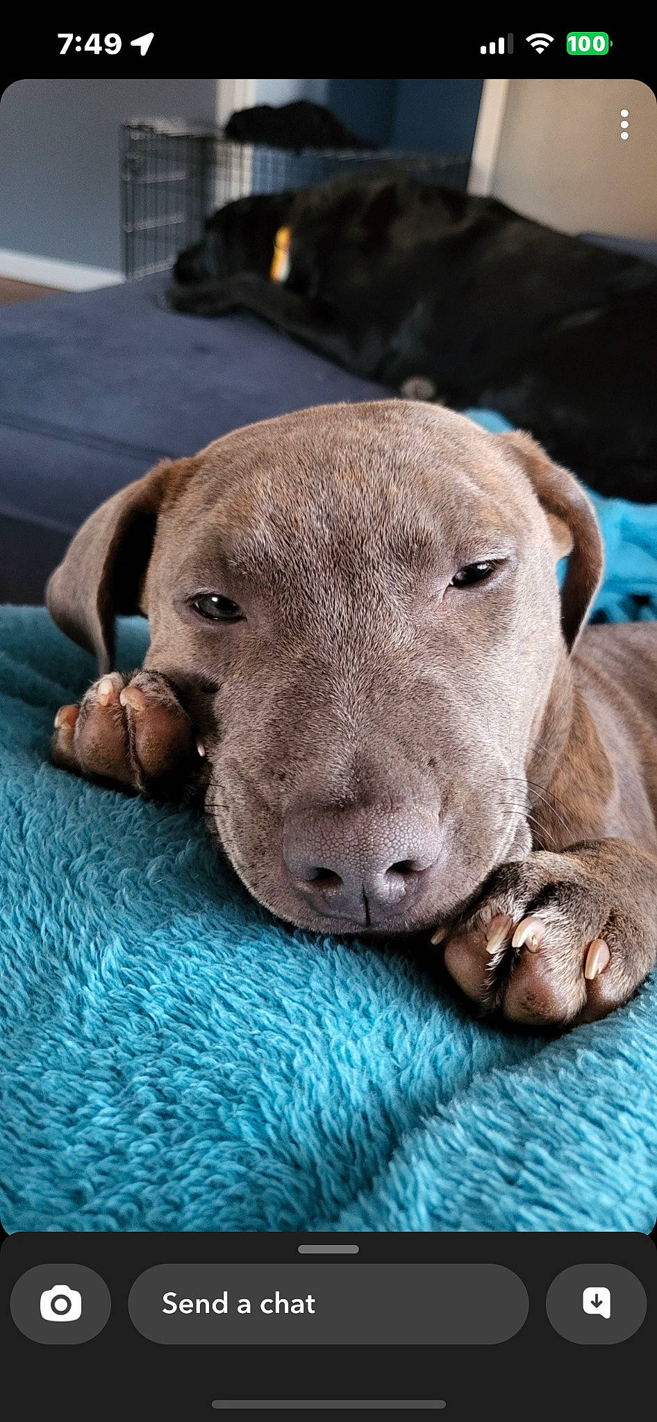 Chevy joined the competition — help win amazing prizes! canidae, carnivore, companion_dog, dog, dog_breed, dog_supply, fawn, fur, guard_dog, liver, nap, non_sporting_group, pet_supply, puppy, snout, sporting_group, terrestrial_animal, whiskers, working_animal, wrinkle