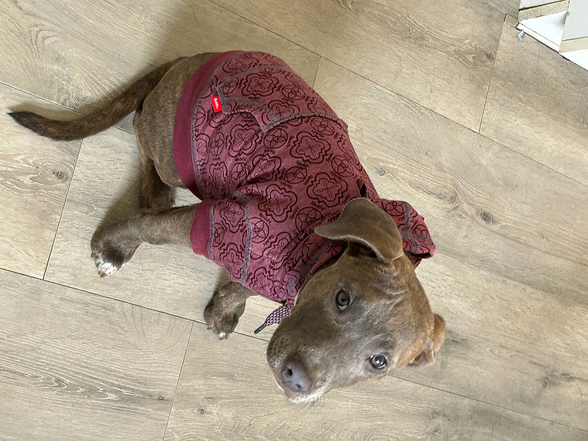 Chevy is registered to the contest to win money with this photo: canidae, cap, carmine, companion_dog, costume_hat, dog_breed, fashion_accessory, fawn, flooring, fur, hat, headgear, magenta, snout, sporting_group, sun_hat, whiskers, wood, working_animal