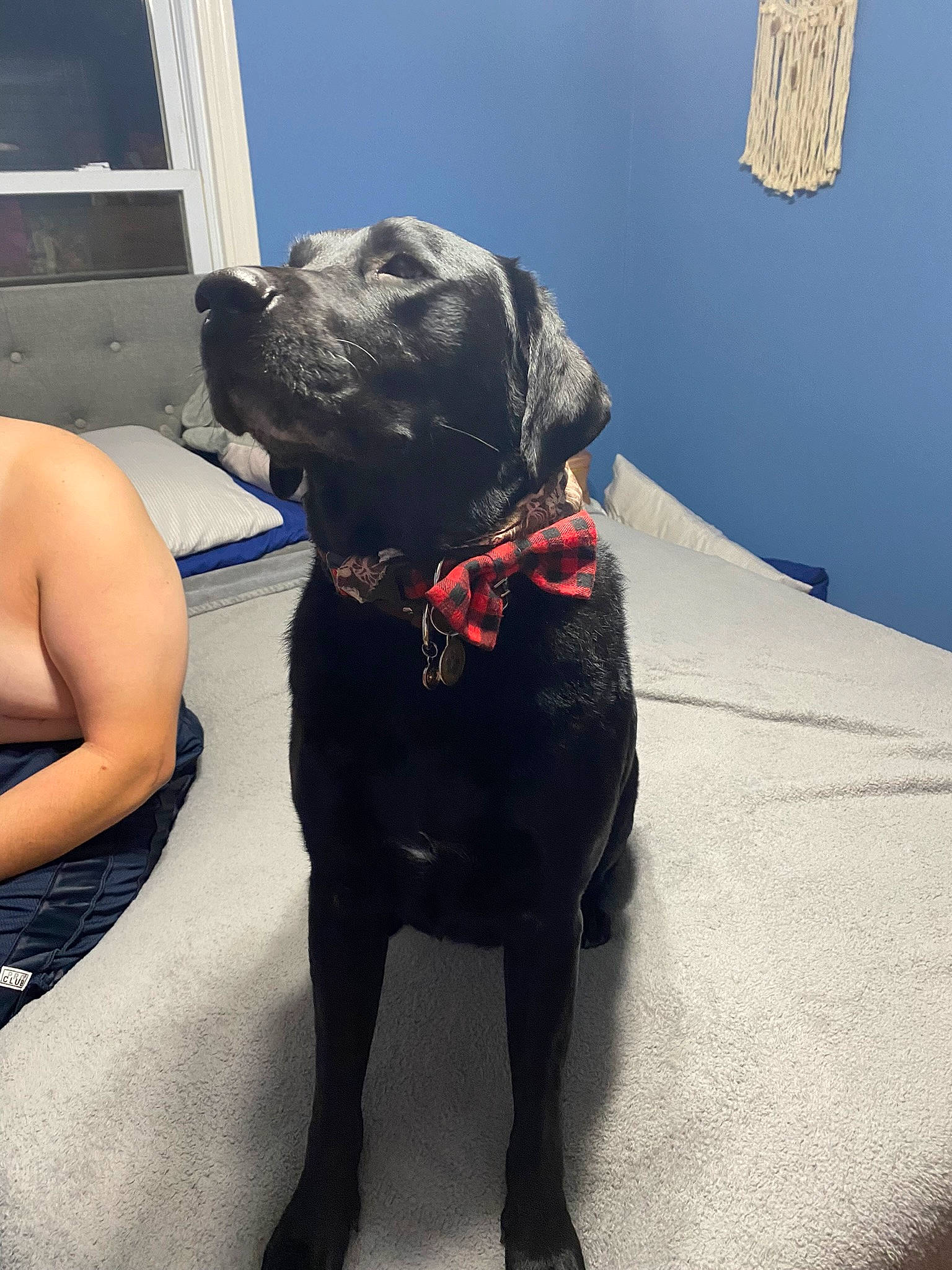 Jc joined the competition — help win amazing prizes! borador, canidae, carnivore, collar, companion_dog, dog, dog_breed, dog_collar, dog_supply, fawn, guard_dog, gun_dog, leash, liver, personal_protective_equipment, pet_supply, snout, sporting_group, window, working_animal