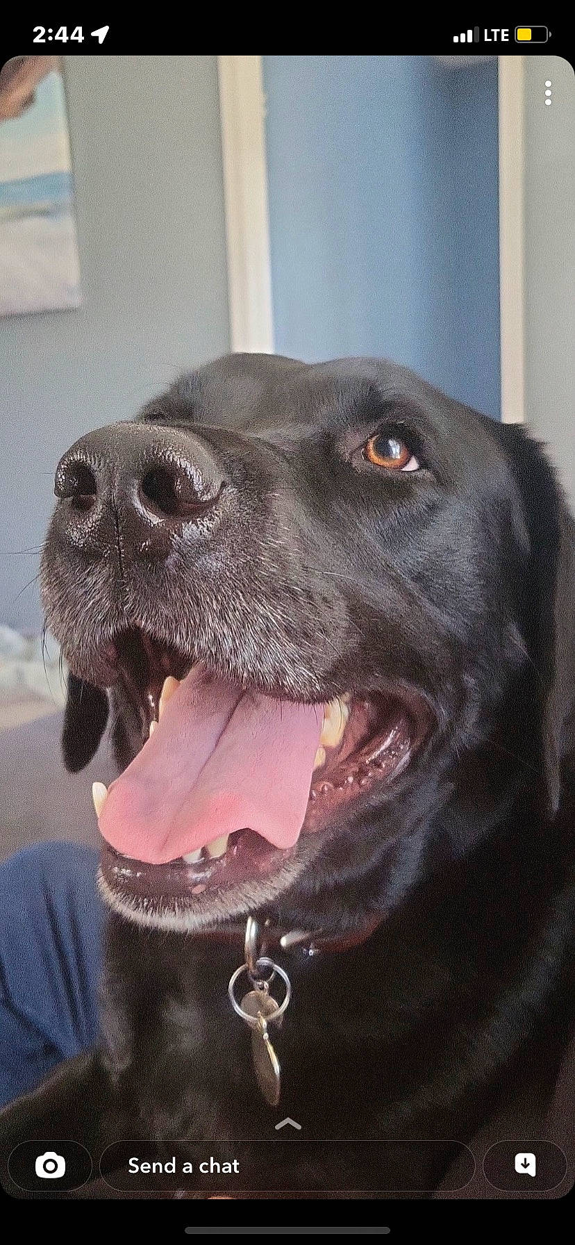 Jc is registered to the contest to win money with this photo: borador, canidae, carnivore, collar, companion_dog, dog, dog_breed, dog_collar, ear, fang, fur, gun_dog, jaw, liver, pet_supply, smile, snout, sporting_group, whiskers, working_animal