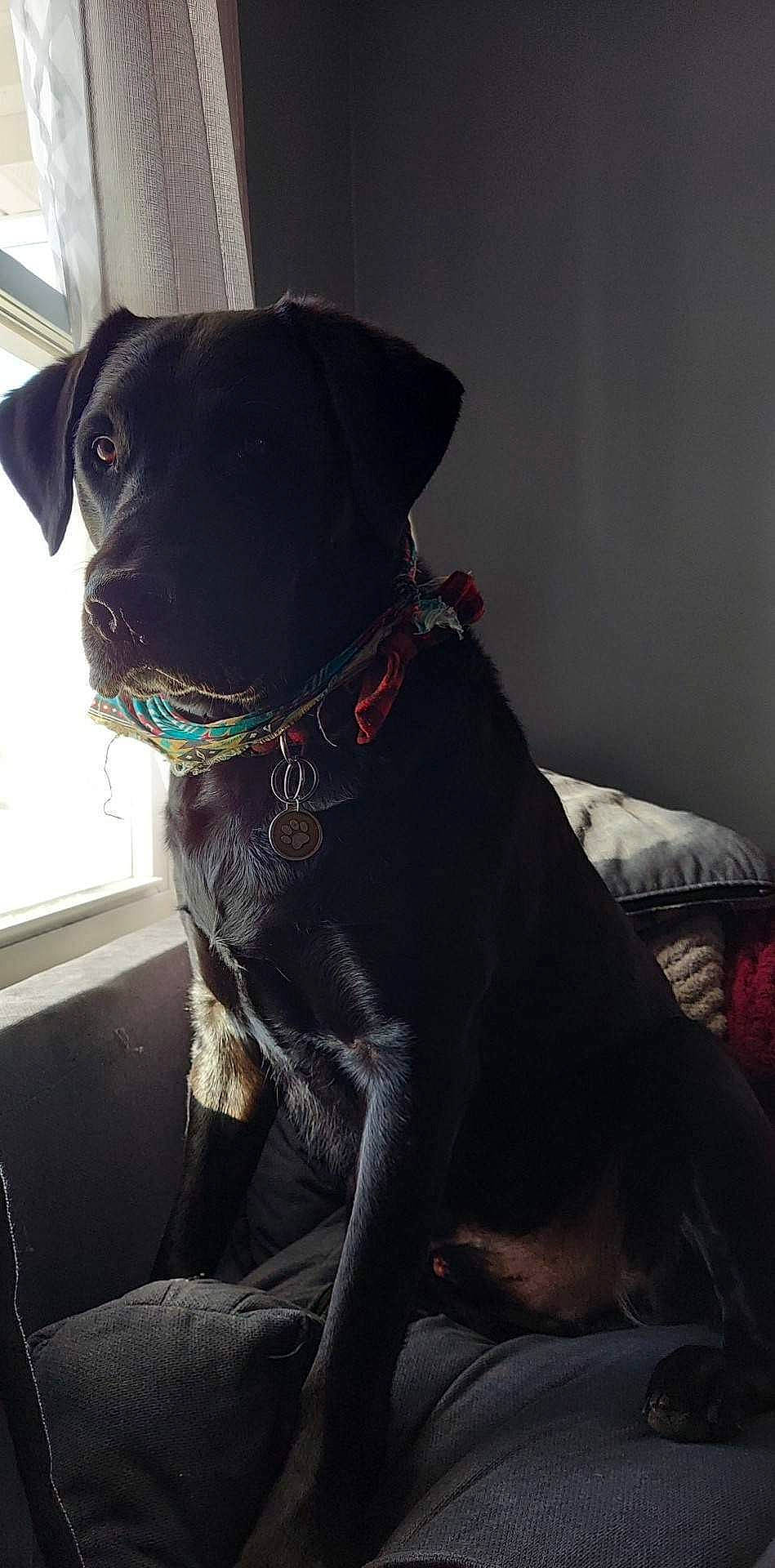 Jc joined the competition — help win amazing prizes! borador, canidae, carnivore, collar, comfort, companion_dog, dog, dog_breed, dog_collar, fawn, guard_dog, gun_dog, liver, non_sporting_group, pet_supply, snout, sporting_group, whiskers, working_animal