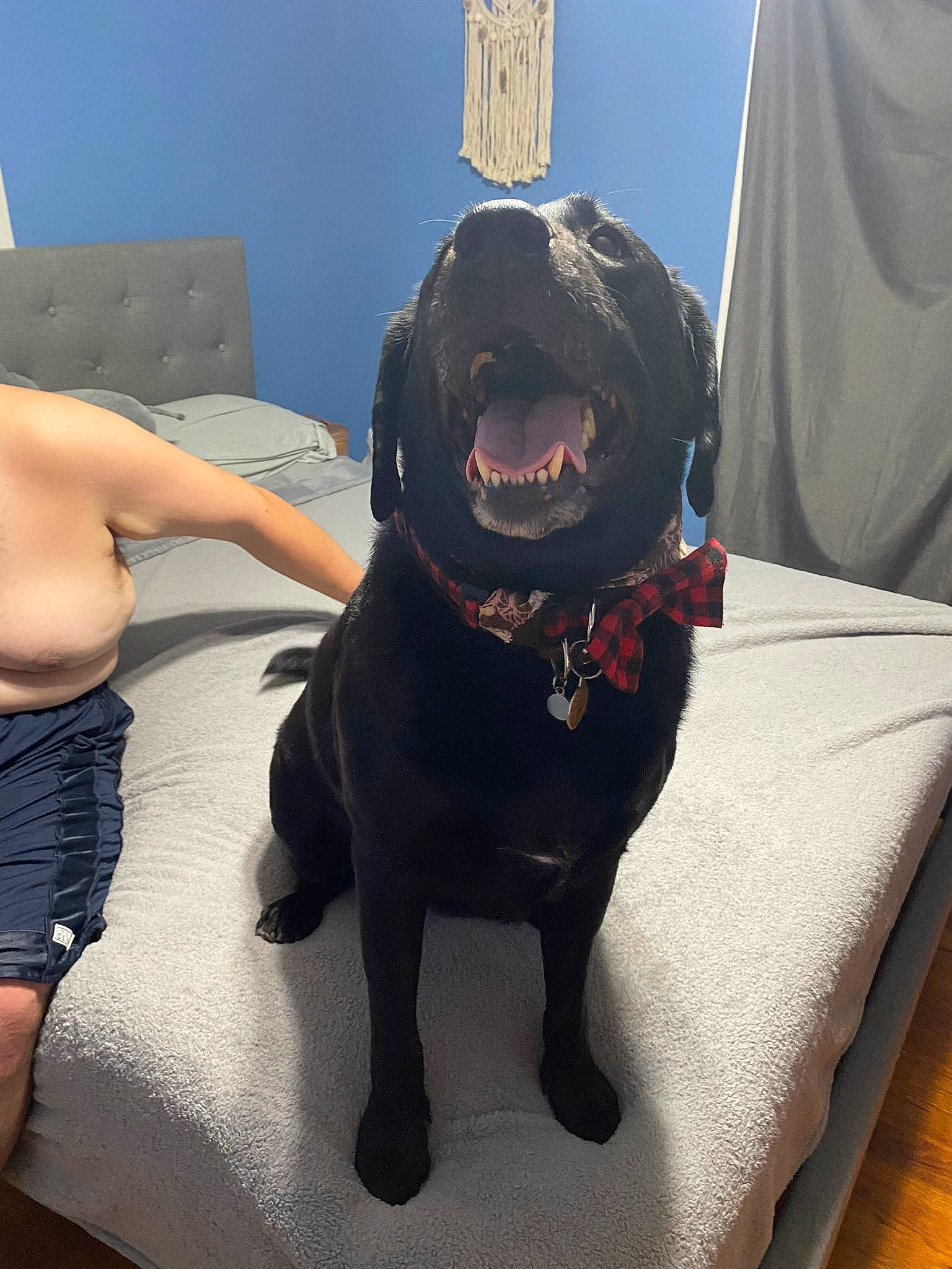 Jc is registered to the contest to win money with this photo: borador, canidae, carnivore, collar, comfort, companion_dog, dog, dog_breed, dog_collar, fang, fur, guard_dog, jaw, liver, non_sporting_group, sitting, snout, sporting_group, whiskers, working_animal